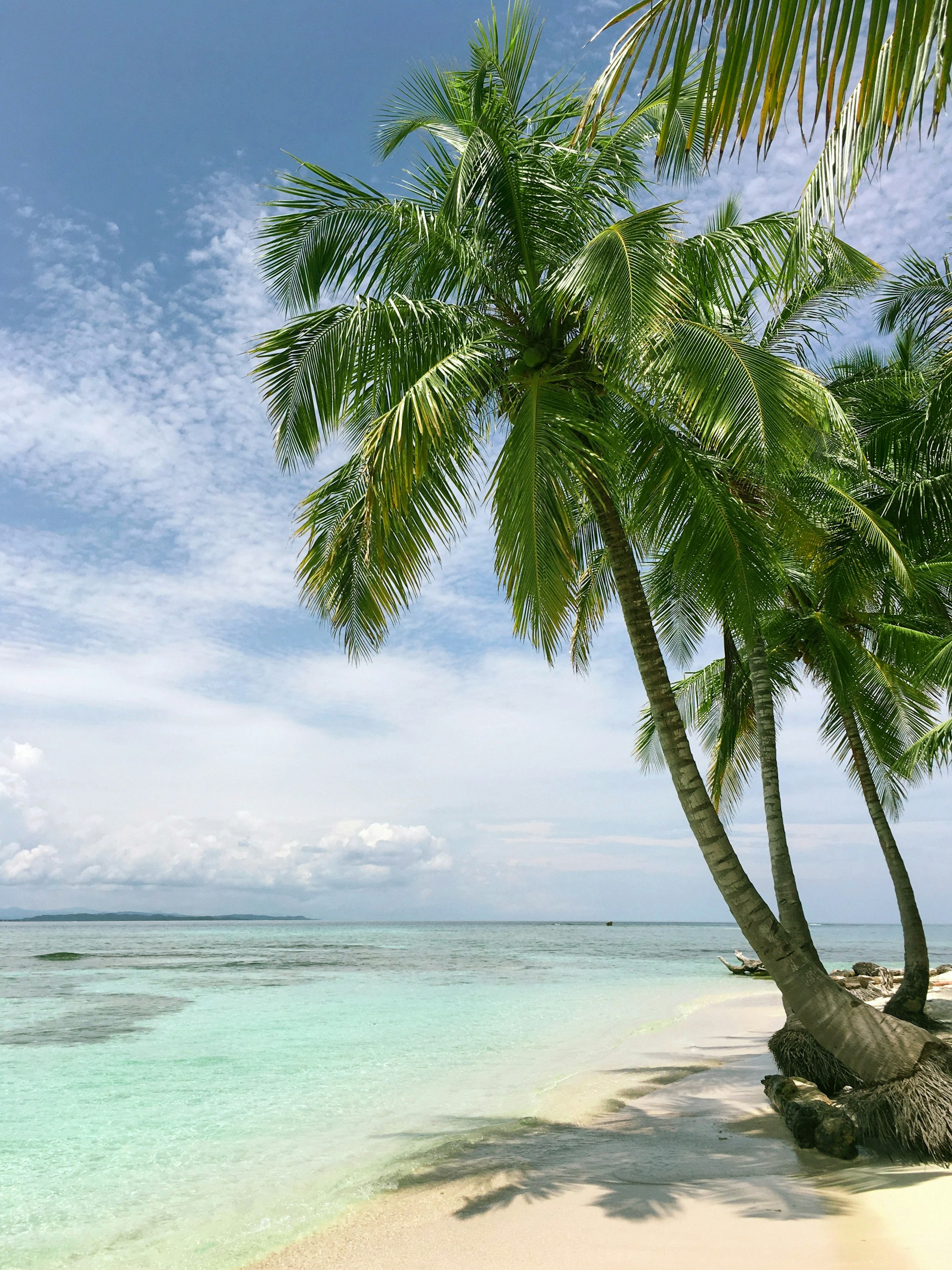 Palm trees and turquoise water in the US Virgin Islands